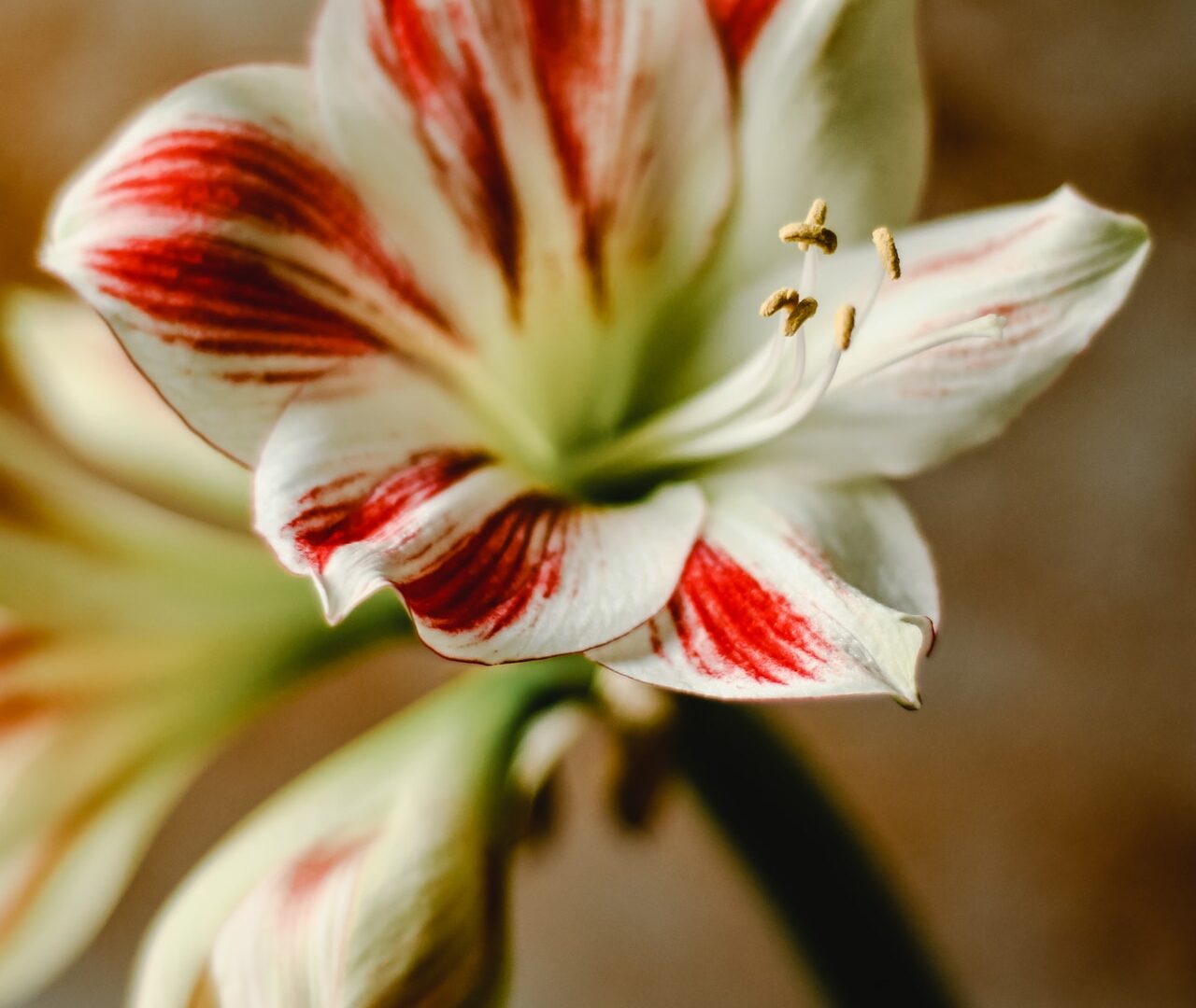 Amaryllis