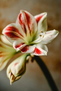 Amaryllis