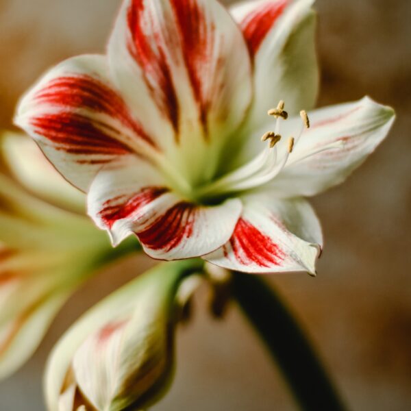 Amaryllis