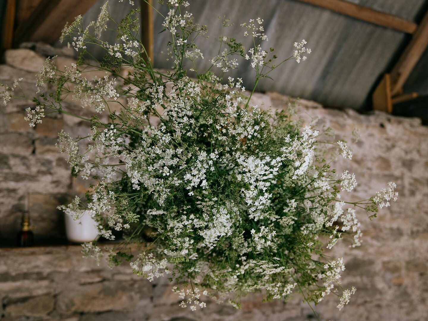 Blomstermoln av hunddkäx & kirskål