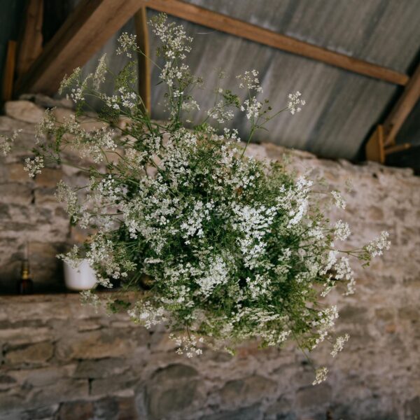 Blomstermoln av hunddkäx & kirskål