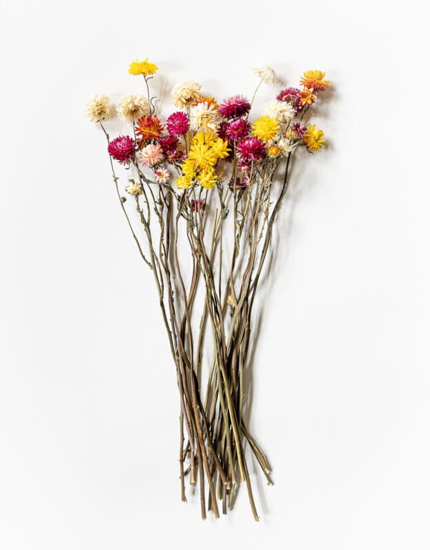 Torkad Helichrysum mix (eternell)