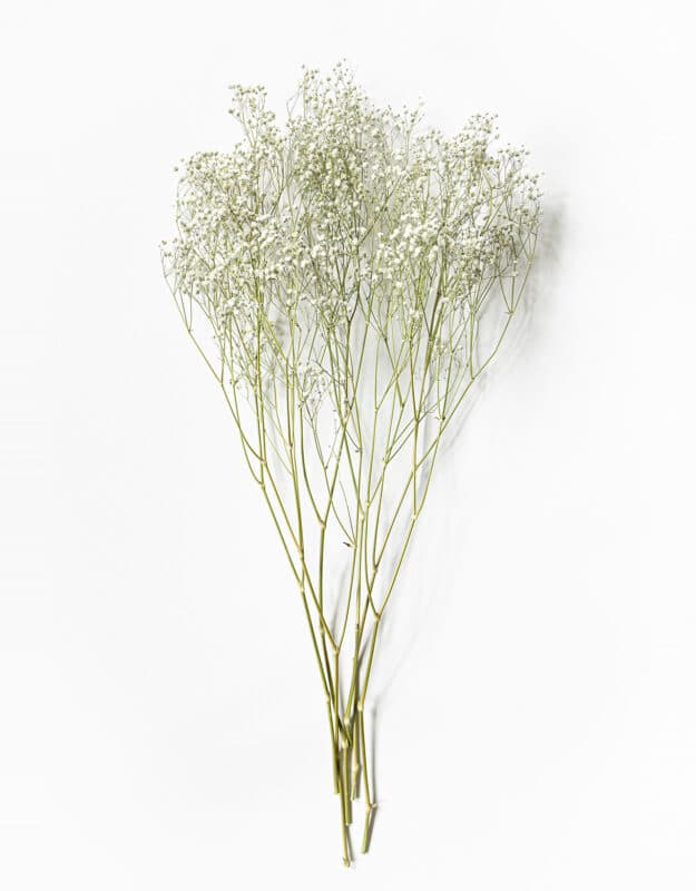 Torkad brudslöja (Gypsophila)