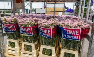 Tonie Flowers