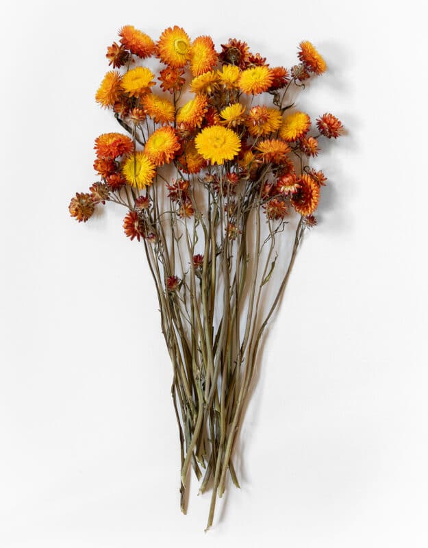 Torkad helichrysum gul orange