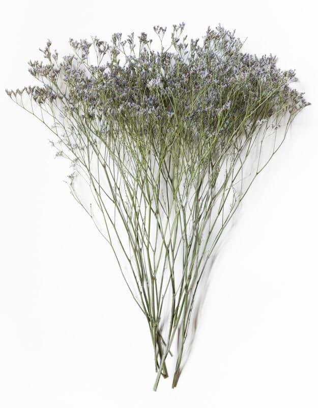 Torkad Limonium