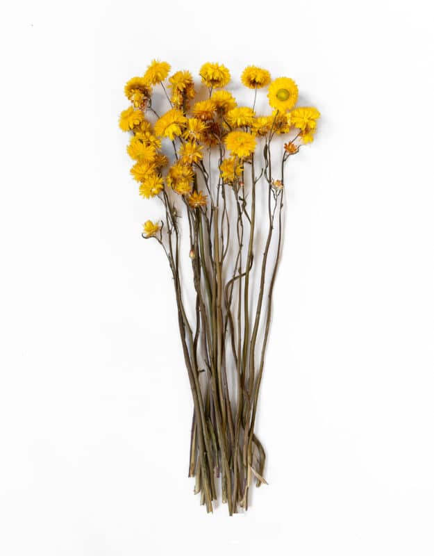 Produktbild torkade gula eterneller (helichrysum)